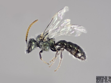 [Lasioglossum semicaeruleum male thumbnail]
